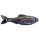  Live Threadfin Shad