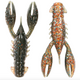  Molting Craw