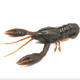  Mudbug 5pk