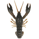  Mudbug 5pk