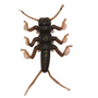 Nikko Dappy Stonefly Mudbug