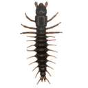  Mudbug