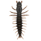  Mudbug