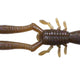  Noike Shrimp