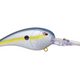  Nasty Shad