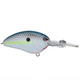  Nasty Shad