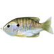  3.5" Natural/Olive Bluegill