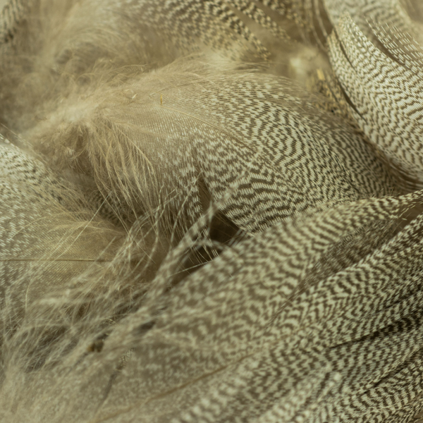 Wapsi Mallard Barred Flank
