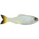  Pro Blue Minnow