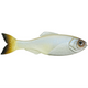  Pro Blue Minnow