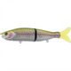  Rainbow Trout