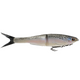  Rainbow Trout