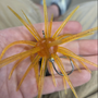 Bobcat Bumpkin Urchin Hook