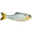  Shad Clone