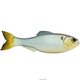  Shad Clone