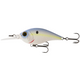  Shad World