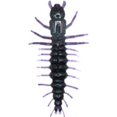  Southern Junebug