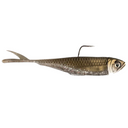  Tennessee Shad