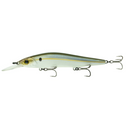  Threadfin Shad