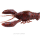  Uchida Craw