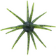  Watermelon Seed