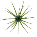  13mm Watermelon Seed #102