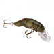  Stream Crawfish